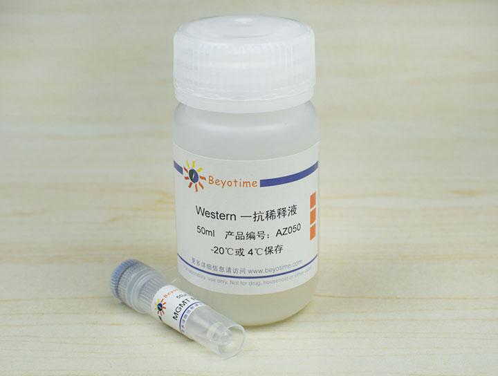 MGMT Rabbit Polyclonal Antibody